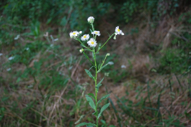 Erigeron annuus e Tanacetum corymbosum